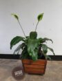 Mugavu Planter