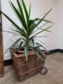 Palm fronds Planter